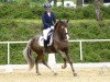 jumper Asrael 3 (Haflinger, 2013)