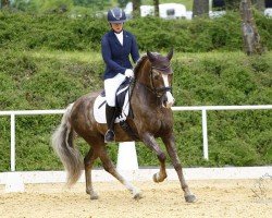 jumper Asrael 3 (Haflinger, 2013)