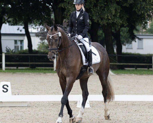 Springpferd Cordess Sweetest Hope (Deutsches Sportpferd, 2020, von Cordess 2)