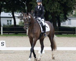 Springpferd Cordess Sweetest Hope (Deutsches Sportpferd, 2020, von Cordess 2)