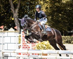 jumper Damino D (Hanoverian, 2020, from Diacontinus)