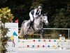 jumper Dalandra 2 (German Sport Horse, 2018, from Dallas VDL Z)