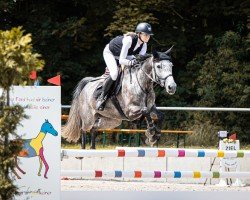 jumper Dalandra 2 (German Sport Horse, 2018, from Dallas VDL Z)