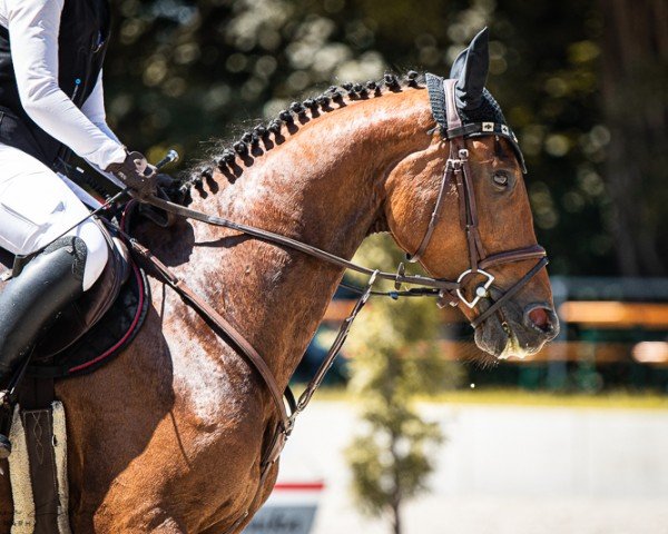 jumper Chestnut Z (Zangersheide riding horse, 2018, from L.b. Casanova)