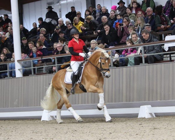 Deckhengst Ace of Hearts 8 (Haflinger, 2019, von Amari)