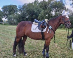 jumper La Martina 5 (Oldenburg show jumper, 2005, from Lagavulin)