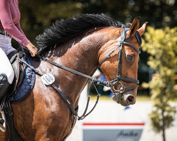 Springpferd Cezaria T (Deutsches Sportpferd, 2019, von Cezaro)