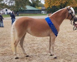 dressage horse Belsy (Haflinger, 2017, from Borneo)