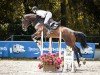 jumper Cellisto G (German Sport Horse, 2020, from Cellman)