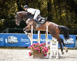 jumper Cellisto G (German Sport Horse, 2020, from Cellman)