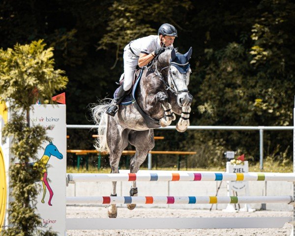 Springpferd Dexter PS (Oldenburger Springpferd, 2018, von Diaron OLD)