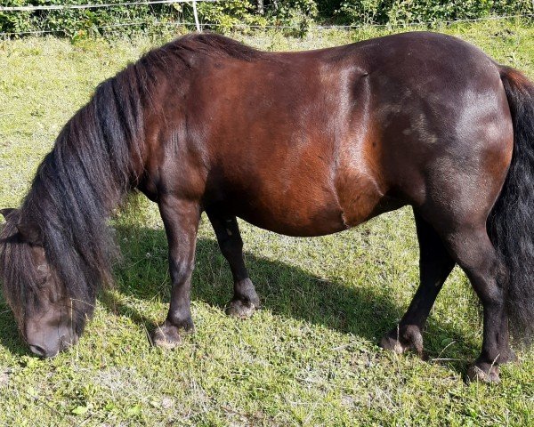 broodmare Hester v. d. Witte Hoeve (Shetland Pony, 2014, from Ilich v. Reyensbroeck)