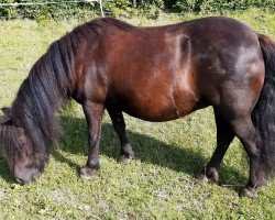 Zuchtstute Hester v. d. Witte Hoeve (Shetland Pony, 2014, von Ilich v. Reyensbroeck)