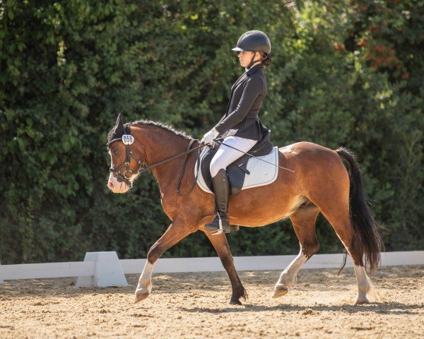 dressage horse Little Gun (Welsh, 2019)