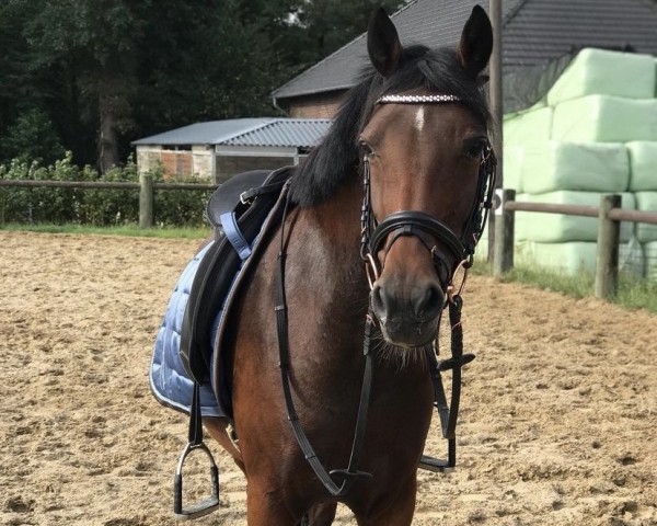 broodmare Nadja (German Riding Pony, 2014, from Mr. Tarek)