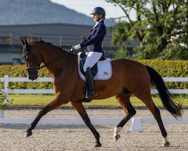 dressage horse Boo (Oldenburg, 2013, from Bordeaux 28)