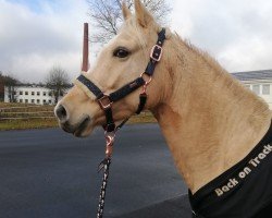 Zuchtstute Gambia San (Deutsches Reitpony, 2017, von Dimension AT NRW)