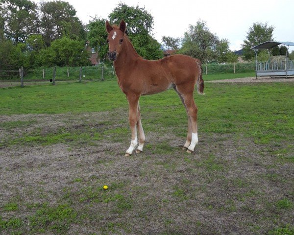 foal by Naila (German Riding Pony, 2024, from Next Edition)