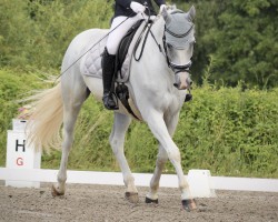 Springpferd Quidam`s Cascadeur (Oldenburger Springpferd, 2010, von Quidam Cento)