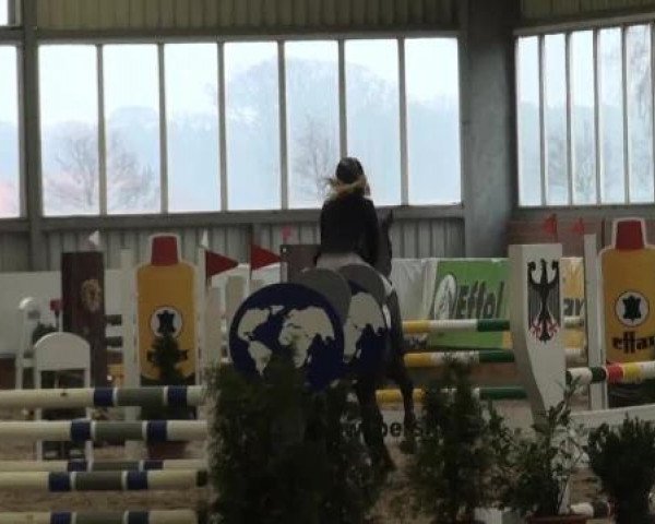 Grevener-Hallenspringturnier 2013