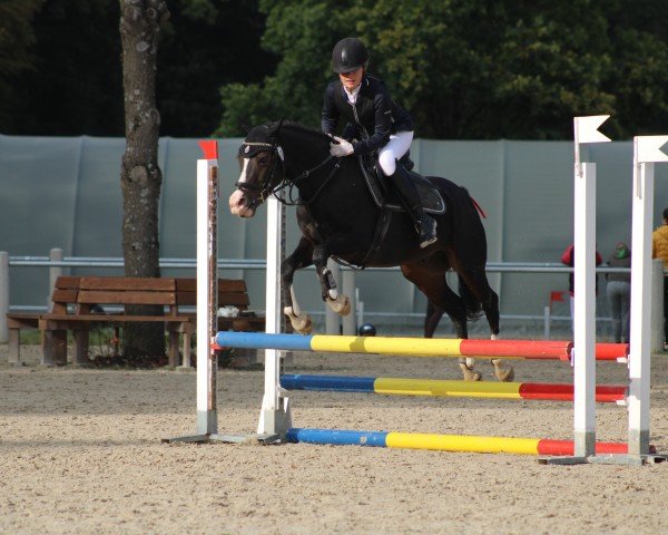 jumper Melli`s Vantastic (German Riding Pony, 2015, from Van Heinrich)