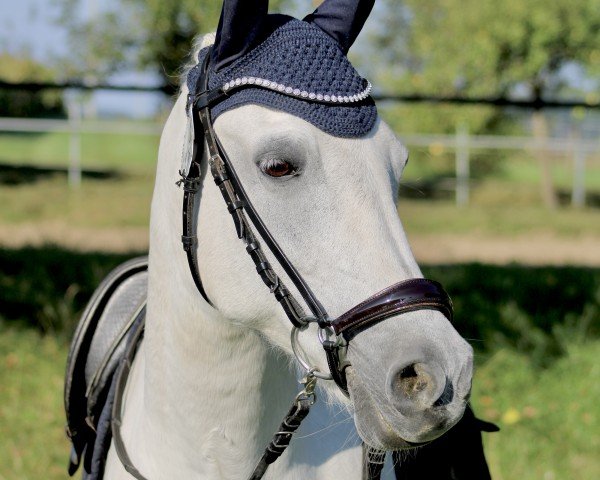 Dressurpferd Sp Dreamworld (Deutsches Reitpony, 2006, von Golden Dancer)