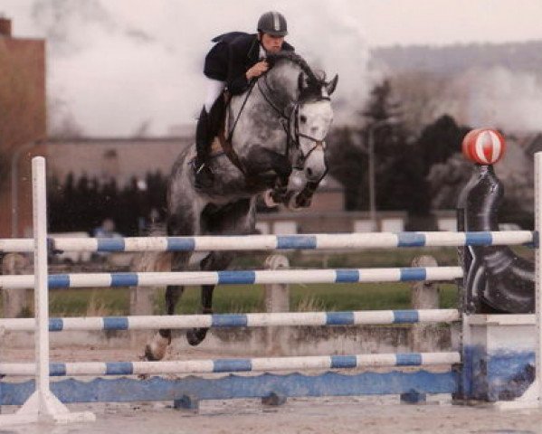 stallion Cluysenaer Pni (Belgian Warmblood, 2002, from Calido I)