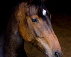 dressage horse Vidar's Valencia (Hanoverian, 2019, from Vidar)