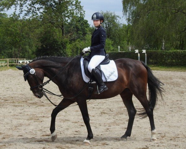 jumper Quibella 6 (German Sport Horse, 2012, from Quidam's Rubin)