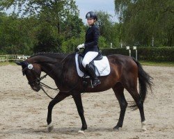 jumper Quibella 6 (German Sport Horse, 2012, from Quidam's Rubin)