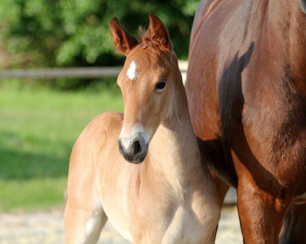 foal by Frey SD (Hanoverian, 2024, from For The Future)