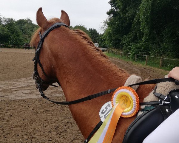 jumper Sweet Silvi (German Riding Pony, 2003, from Brillant's Golden Boy)