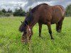 dressage horse Berni (unknown, 2012)