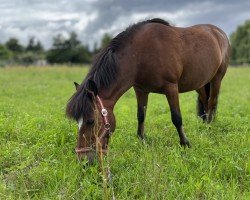 dressage horse Berni (unknown, 2012)