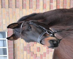 dressage horse Jeandet (Württemberger, 2012, from Jazz)