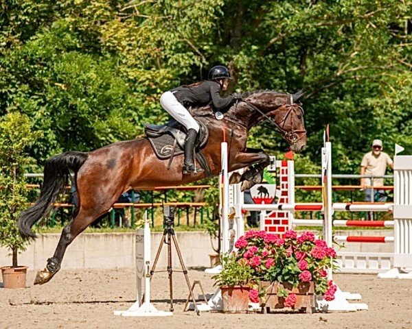 jumper Ajana 13 (German Sport Horse, 2016, from C'est la vie 151)