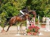 jumper Ajana 13 (German Sport Horse, 2016, from C'est la vie 151)