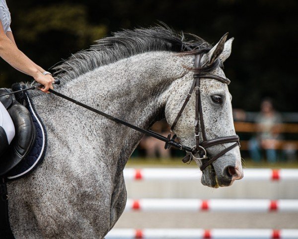 jumper Caily T (German Sport Horse, 2018, from Carleyle)