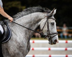 Springpferd Caily T (Deutsches Sportpferd, 2018, von Carleyle)