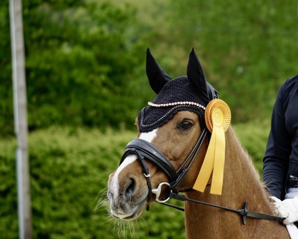 dressage horse Golden Summer 6 (Nederlands Welsh Ridepony, 2004, from Orchard Boginov)