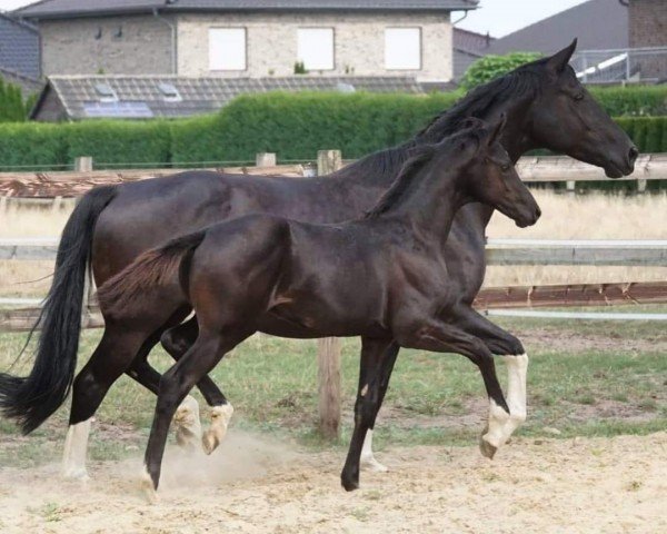 Dressurpferd Touch Down (Oldenburger, 2022, von Total McLaren)