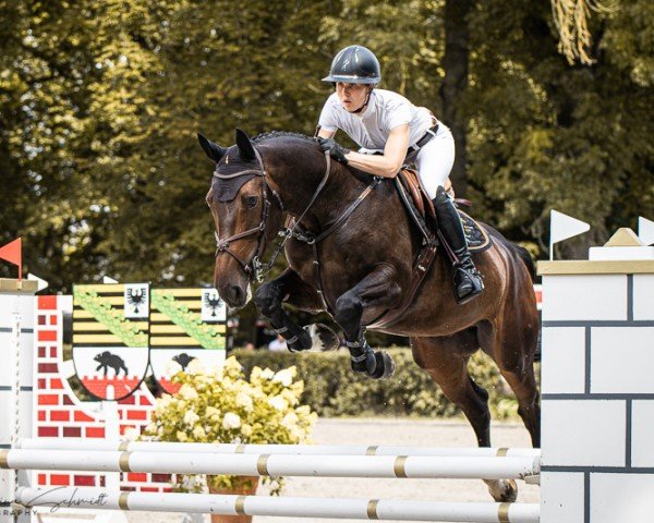 Springpferd Muy Especial (Holsteiner, 2019, von Million Dollar)