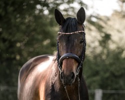 dressage horse Fräulein Schiller (Oldenburg, 2018, from Dostojewski)