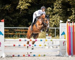 jumper Chacoontinue (Oldenburg show jumper, 2020, from Chacoon Blue)