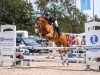 jumper Doodljump (German Riding Pony, 2013, from Dreidimensional AT NRW)