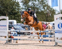 jumper Doodljump (German Riding Pony, 2013, from Dreidimensional AT NRW)