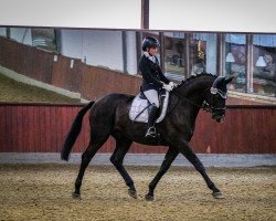 jumper Gerry Cooper (Hanoverian, 2009, from Goldfever II)