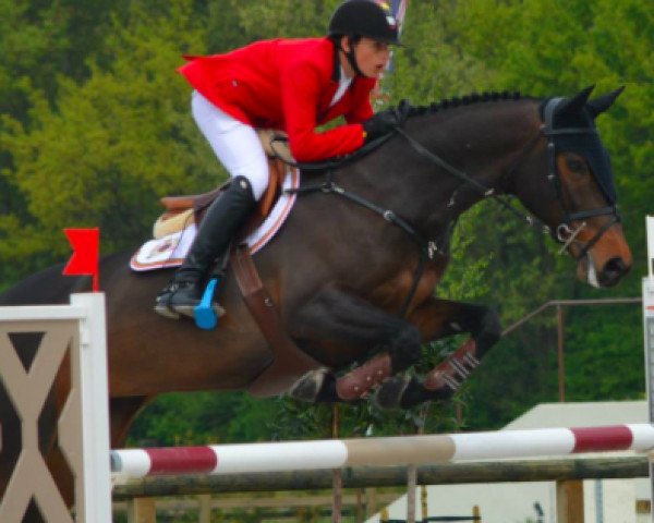broodmare Cristallina Vh Janshof Z (Zangersheide riding horse, 2007, from Cadence van't Gelutt Z)