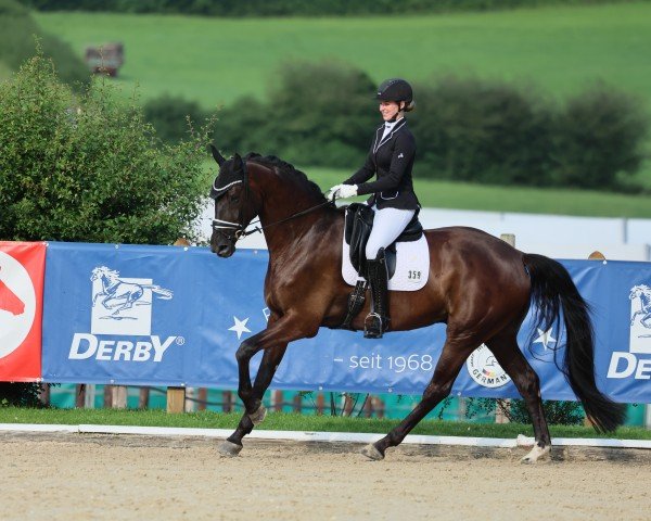 dressage horse Ramazotti 202 (Westphalian, 2019, from Rock Deluxe NRW)