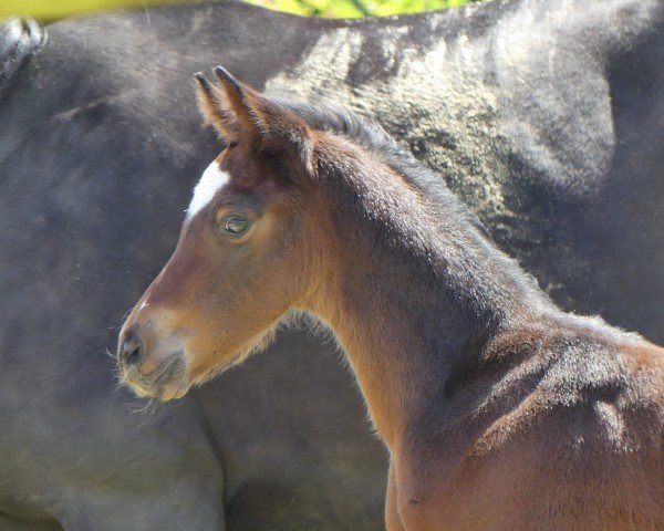 foal by Call me Spotty SB (Westphalian, 2024, from Comme il Faut)